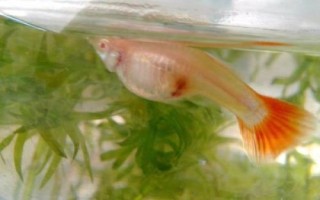 孔雀魚(yú)母魚(yú)生產(chǎn)完多久放回原缸，盡量單獨(dú)飼養(yǎng)5天后再放