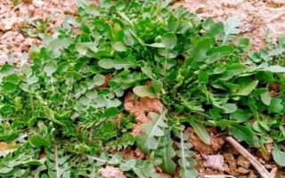 火爆野菜種植項(xiàng)目，香椿和薺菜等品種比較受市場(chǎng)歡迎