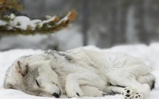 狍子的天敵，熊、猞猁、狼、虎等是狍子的天敵