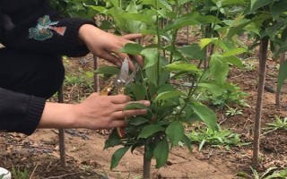 李子在成熟前掉落如何解決，增加光照、修剪枝條、排出多余水分均可避免掉果