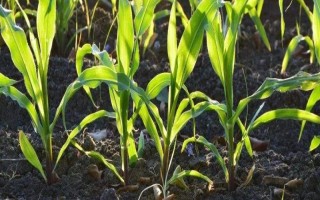 登義2號玉米品種簡介，旱地每畝3500株