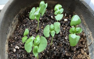 羅勒和荊芥的區(qū)別，葉片、味道和葉柄均不同