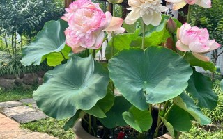荷花為什么會(huì)爛根，可能是水量過多、施肥過量等因素造成
