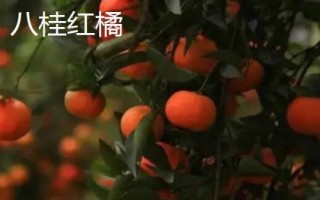 廣西崇左市的特色水果，扶綏甘蔗、上龍西瓜都很有名氣