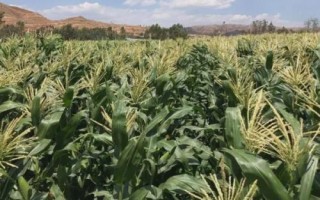湘農(nóng)玉27號玉米品種簡介，每畝種植4000-4500株