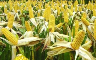 云瑞108玉米種的特征特性，區(qū)試平均生育期為128天
