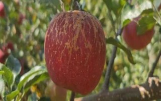 大涼山丑蘋果有幾個(gè)品種，主要有嘎啦、紅將軍、紅富士這3個(gè)品種
