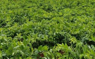 玉竹種植注意事項，春季和秋季均可種植