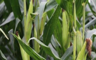 茭玉1716玉米種簡介，密度4500株/畝左右