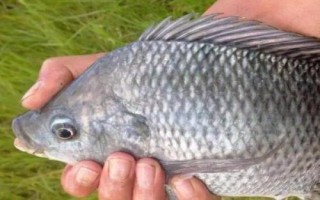 福壽魚是哪種魚，就是羅非魚