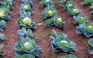 種植包菜的成本與利潤，一畝地需投入2000元左右