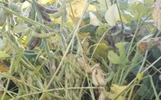 濰豆9號大豆種子特征特性