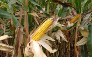 秀青862玉米品種的特性，生育期114.1天