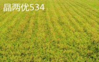 什么是再生稻，是指種一茬收獲兩次的水稻