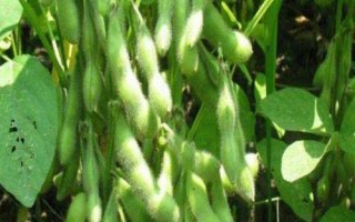 貢夏豆16大豆種子特點，該品種屬夏大豆品種