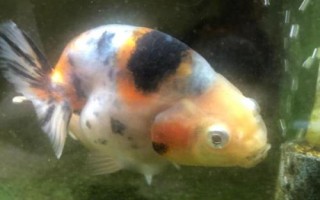 養(yǎng)蘭壽需要打氧嗎，缺氧時(shí)需補(bǔ)充氧氣