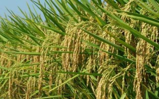 蘇秀810水稻種子介紹，遲熟中粳稻早熟常規(guī)品種