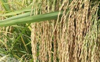 岫粳12號水稻種子簡介，全生育期167-175天