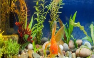 金魚(yú)為什么沉底不動(dòng)，有以下9個(gè)常見(jiàn)原因
