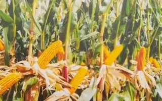 玉米的種植密度，每畝地可種植4000株左右