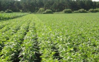 大豆菟絲子如何用草甘膦防治，稀釋藥液后可噴灑受害植株