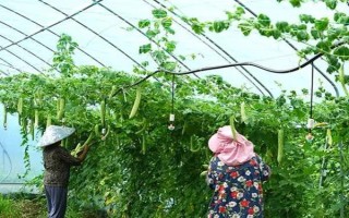 種植苦瓜的時(shí)間和方法，北方地區(qū)3-4月份可在棚內(nèi)育苗、長(zhǎng)江流域在3月份播種