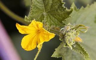 黃瓜開花不結(jié)果的原因，可能是留瓜多或施肥不當(dāng)?shù)葘?dǎo)致的