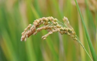 松香粳1018水稻種子介紹，注意防治稻飛虱與稻瘟病