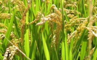 Q兩優(yōu)5號(hào)水稻種子特點(diǎn)，畝秧田播種量10－15千克