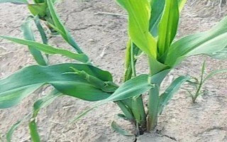 粵甜30號(hào)玉米種子介紹，秋植生育期69天