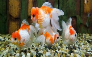 小金魚眼睛掉了怎么辦，需保持水質(zhì)的清潔并用敵百蟲藥浴