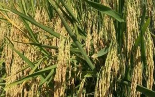 鎮(zhèn)稻36號水稻品種的特性，每畝有效穗23.3萬