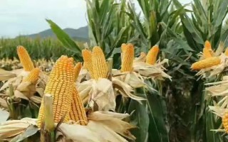吉農(nóng)玉309玉米種子特點(diǎn)，5月下旬至6月中旬播種