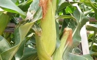 華單136玉米品種的特性，放赤眼蜂防治玉米螟蟲
