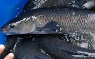 青魚的養(yǎng)殖技術(shù)，魚塘周圍要有充足且干凈的水源