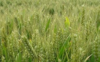 紫麥8555小麥種子介紹，小穗密度中