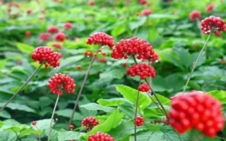 人參的種植要求，土壤需富含有機(jī)質(zhì)和微量元素