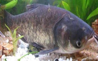 鳙魚的食物，主要吃浮游植物、浮游動(dòng)物