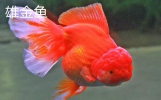 雌雄金魚(yú)如何區(qū)分，雄魚(yú)瘦長(zhǎng)、雌魚(yú)短圓