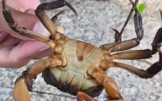 山螃蟹的產地，主要分布在我國華北、華東地區(qū)