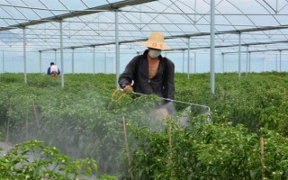 蔬菜低碳防蟲方法，可以肥治蟲、以死蟲治活蟲等