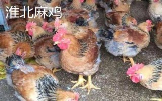 麻雞的品種有哪些，根據(jù)市場需求選擇飼養(yǎng)品種