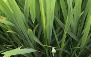 EK3S水稻種簡介，在武漢5月上旬至5月下旬播種