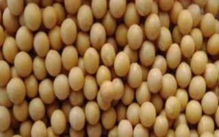 黑龍江黑河的特產，五大連池大豆是當地著名特產