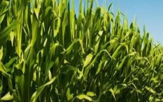 強(qiáng)盛31玉米種子介紹，該品種生育期98天
