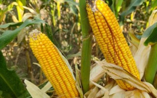 大德216玉米種子簡介，適宜播期4月下旬至5月上旬
