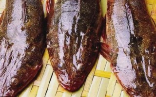 鲬魚的價(jià)格，一斤需要3-6元左右