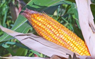 慶玉9號玉米種簡介，6月上中旬播種