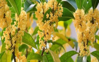 桂花有哪幾種顏色，有金黃色、黃白色、橙紅色和白色