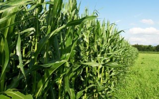 豫單903玉米種子介紹，5月下旬至6月中旬播種